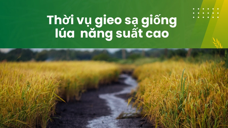 Tuân thủ lịch thời vụ gieo trồng giúp lúa đạt năng suất tối đa