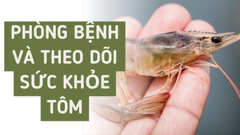 Phòng bệnh và theo dõi sức khỏe tôm hàng ngày 