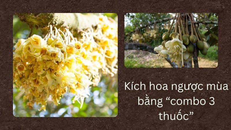 Kích hoa ngược mùa bằng “combo 3 thuốc” đang làm mưa làm gió