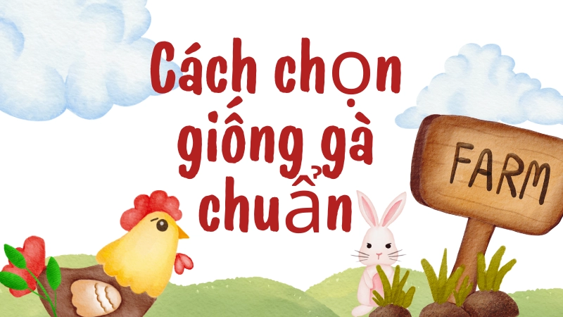 Cách chọn giống gà chuẩn cho mô hình thả vườn