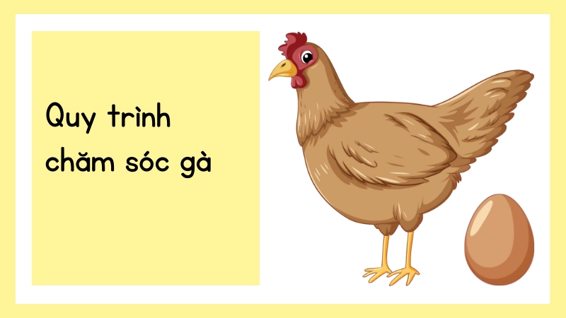 Quy trình chăm sóc gà thả vườn đúng khoa học