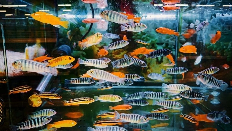 Mẹo phòng ngừa và xử lý bệnh tật hiệu quả