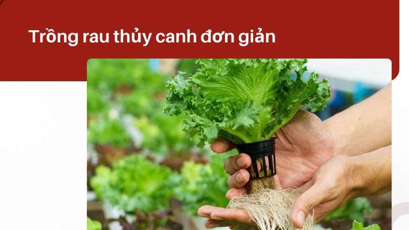 Hướng dẫn trồng rau thủy canh dễ áp dụng
