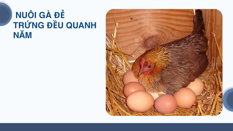 Cách chăm sóc giúp gà đẻ trứng đều quanh năm