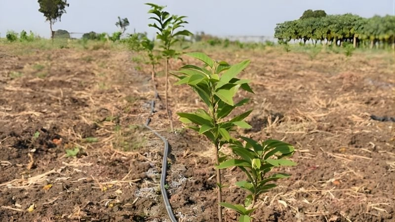 Quy trình xuống giống và chăm sóc cây con