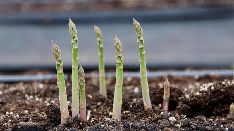 Kỹ thuật điều tiết nước và ánh sáng hợp lý