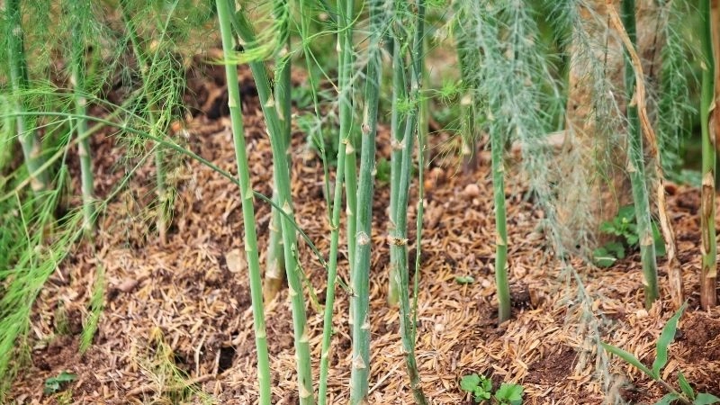 Cách tỉa cành và phòng trừ sâu bệnh thông minh