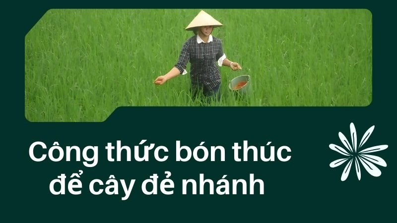 Cách bón phân đón đòng cho hạt lúa chắc mẩy