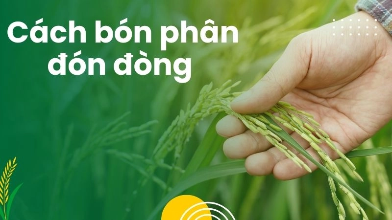 Cách bón phân đón đòng cho hạt lúa chắc mẩy
