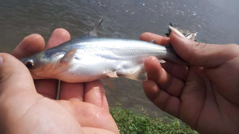 Chọn con giống chất lượng và mật độ thả tối ưu