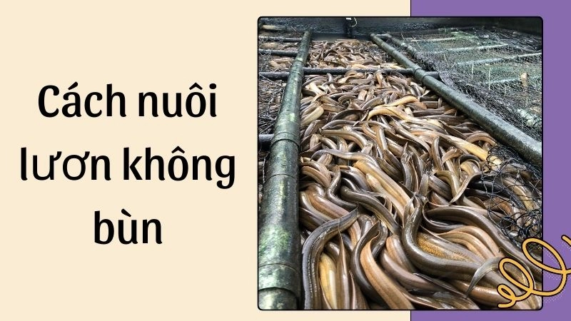 Lợi ích nổi trội của nuôi lươn không bùn
