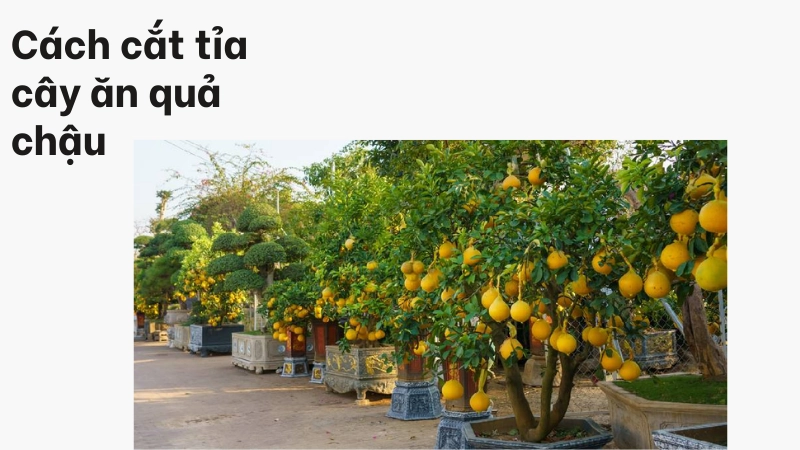 Cách tỉa cành cho cây ăn quả trong chậu