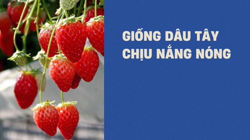 Chọn giống dâu tây thích nghi tốt