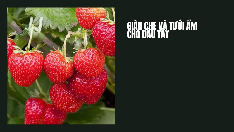 Cách làm giàn che và tưới nước giữ ẩm cho dâu tây