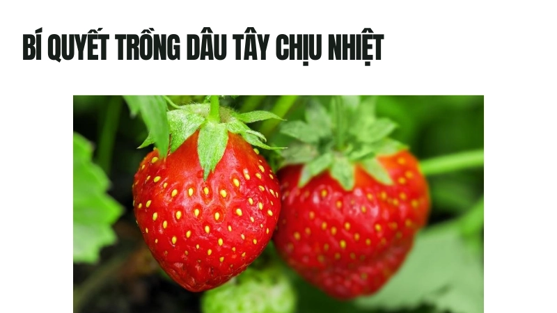 Bí kíp trong cách trồng dâu tây chịu nhiệt