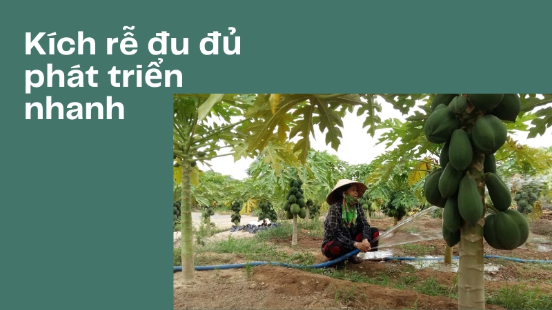 Cách kích rễ cực mạnh cho cây đu đủ phát triển thần tốc