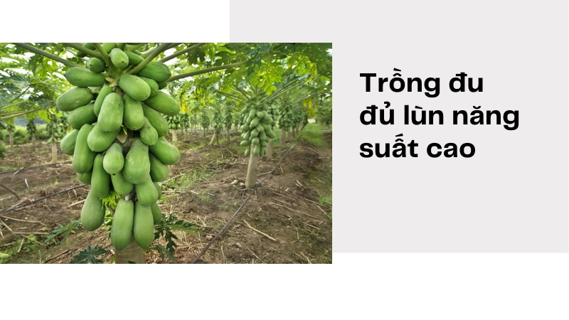 Kỹ thuật trồng đu đủ lùn năng suất cao cho người mới