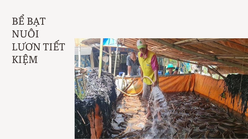 Bể bạt nuôi lươn tối ưu hóa chi phí