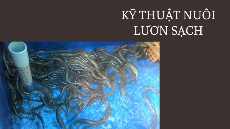 Kỹ thuật nuôi lươn không bùn năng suất cao