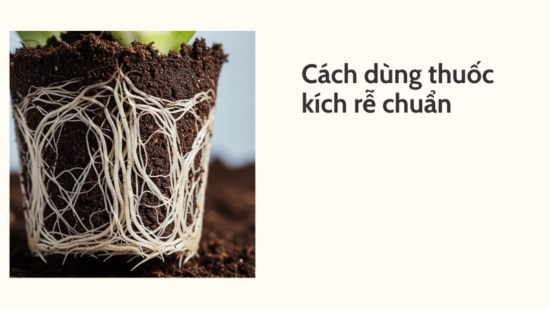 Cách dùng thuốc kích rễ tốt nhất hiện nay đạt chuẩn